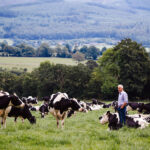 恵まれた環境と伝統農法 自然との調和が生み出すアイルランド産乳製品