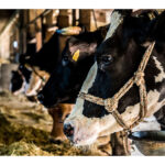 酪農乳業界重大ニュース 生乳は3年連続増産も需給緩和で消費喚起訴え
