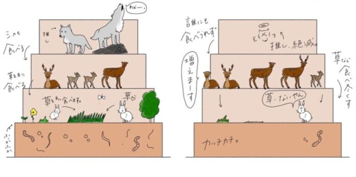 オオカミがいたことろの生態系ピラミッド（左）とオオカミ絶滅後に崩れる生態系ピラミッド　イラスト出典：note「森に、あう。-サントリー天然水の森-」より