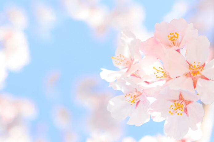 日本気象協会は17日、「2022年桜開花予想(第6回)」を発表。全国でトップを切って桜が開花した福岡に続きこの先1週間は桜開花ラッシュになると予測。