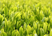 22年産新茶 PET飲料向け需要低調 大手の仕入れ動向に変化 22年産新茶 PET飲料向け需要低調 大手の仕入れ動向に変化