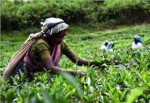 スリランカ経済危機 紅茶の輸出は継続 スリランカ紅茶農園の生産者(提供:キリン)