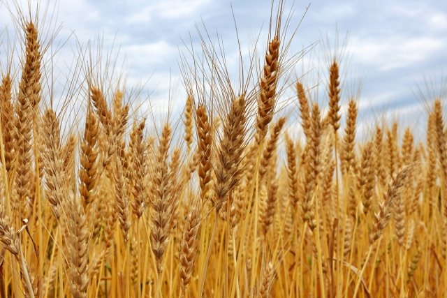 小麦価格据え置きへ　首相、物価高対策で指示