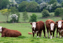 支持広がるアイリッシュ グラスフェッドビーフ  生産回復で供給安定化 対日輸出量の急拡大続く【PR】 支持広がるアイリッシュ グラスフェッドビーフ  生産回復で供給安定化 対日輸出量の急拡大続く