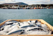 水産資源の管理徹底、持続可能な漁業を追求するアイルランド産魚類 EUの水産物輸出をけん引【PR】 水産資源の管理徹底、持続可能な漁業を追求するアイルランド産魚類 EUの水産物輸出をけん引