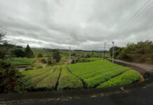 ものみな上がる10月も 取り残されるお茶業界 しわ寄せは生産農家に ものみな上がる10月も 取り残されるお茶業界 しわ寄せは生産農家に