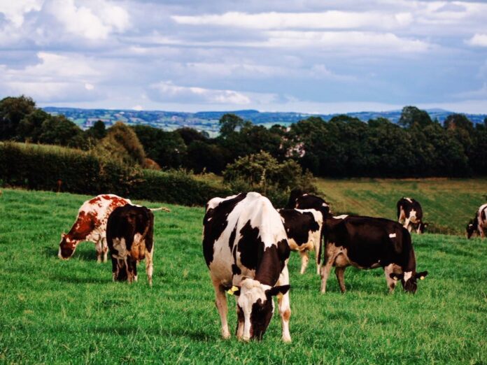 自然と伝統がはぐくむアイルランドの乳製品　最高水準の安全とサステナビリティを