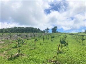 400本のコーヒーの苗木が植わる市営コーヒー農場