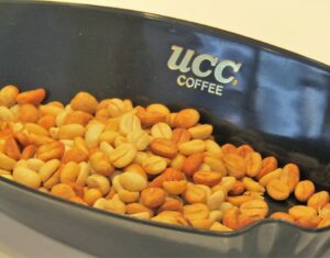 ロタ島産のコーヒー豆。品種はDNA鑑定を経てアラビカのティピカ種と判明