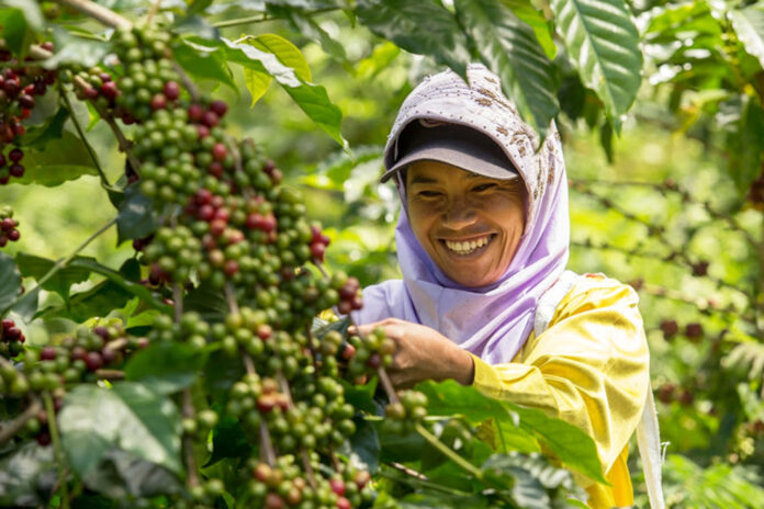 インドネシア・トラジャ地域の収穫の様子