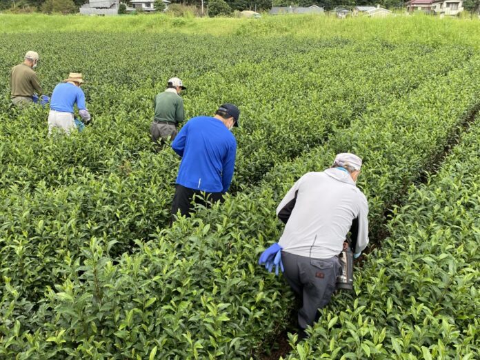 障害者が雑草取りから収穫作業までの一連の工程を担う農福連携による生産を開始し、煎茶では全国で初めてノウフクJASを取得した足久保ティーワークス茶農業協同組合（静岡県静岡市）