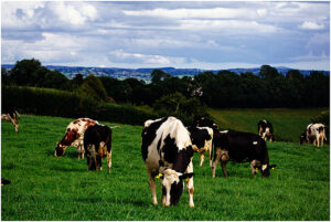 自然と伝統がはぐくむアイルランド産乳製品 顧客ニーズにきめ細かく対応 急成長続く対日輸出