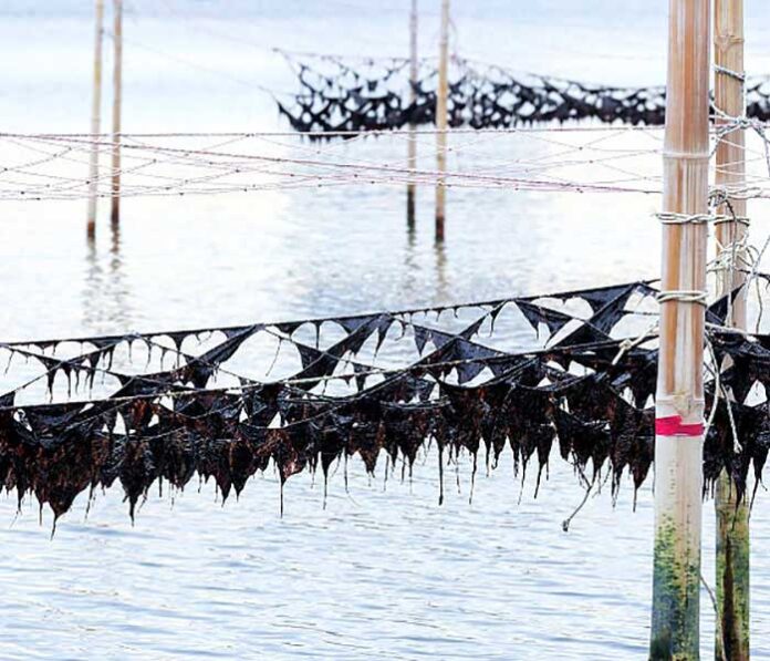 有明産海苔が歴史的な不漁 佐賀・福岡で半減 上級品は価格高騰