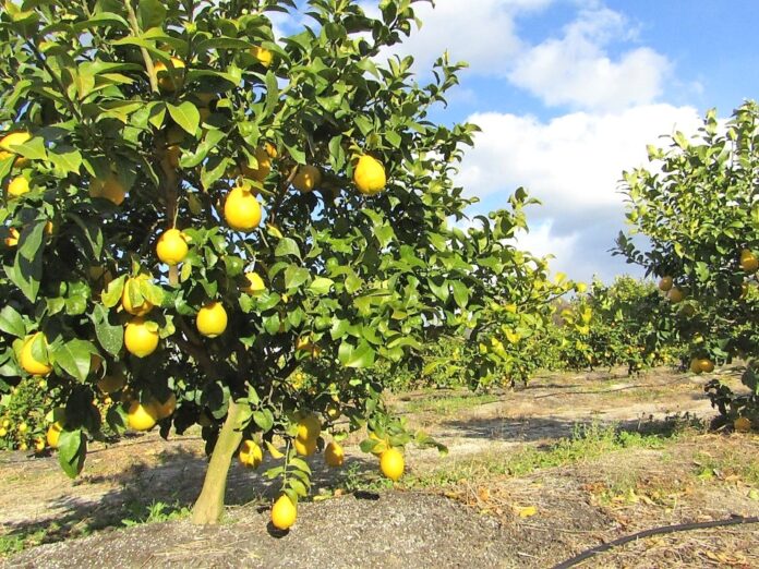 大崎上島にあるポッカサッポロ自社レモン農園