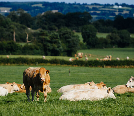 牧草育ちのヨーロピアン・ビーフ＆ラムと乳製品fromアイルランド　健康への科学的知見アピール　日本市場拡大へ機運