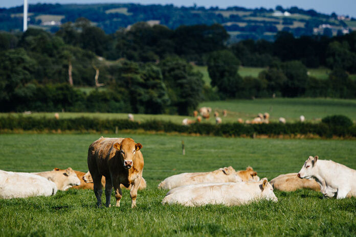 牧草育ちのヨーロピアン・ビーフ＆ラムと乳製品fromアイルランド　健康への科学的知見アピール　日本市場拡大へ機運