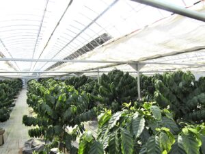 大芝島農園には200本のコーヒーノキが植わる。