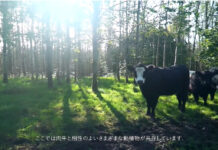 アイリッシュ グラスフェッドビーフ 持続可能な生産へ国を挙げた取り組み 急拡大する対日輸出 加速目指し戦略強化【PR】 アイリッシュ グラスフェッドビーフ 持続可能な生産へ国を挙げた取り組み 急拡大する対日輸出 加速目指し戦略強化