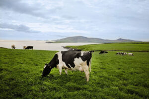 サステナブルで高品質　世界市場で急成長続けるアイルランド乳製品　日本の顧客ニーズに寄り添い連携強化 - 食品新聞 WEB版（食品新聞社）