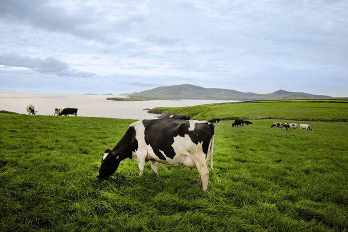高品質な乳製品生み出す酪農先進国アイルランド 持続可能な生産で世界をリード 日本の顧客ニーズに寄り添う