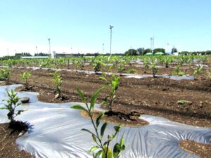 植樹体験の場となった「さやまあかり」が約4万本が植わる2haの畑 - 食品新聞 WEB版（食品新聞社）