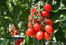〈食の産学官連携⑪〉 筑波大学 「食と先端技術共創コンソーシアム」 ゲノム編集 食の高機能化に挑む トマトの新品種「シシリアンルージュハイギャバ」 (写真提供:サナテックシード)