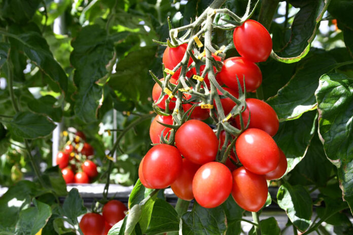 トマトの新品種「シシリアンルージュハイギャバ」 （写真提供：サナテックシード）