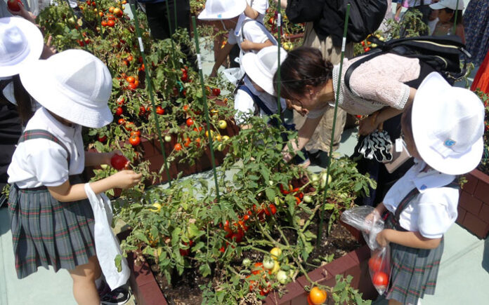 百貨店屋上でトマト収穫体験 名古屋三越栄店で地元園児招き