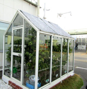 AGF関東で温室栽培されるコーヒーノキ - 食品新聞 WEB版（食品新聞社）