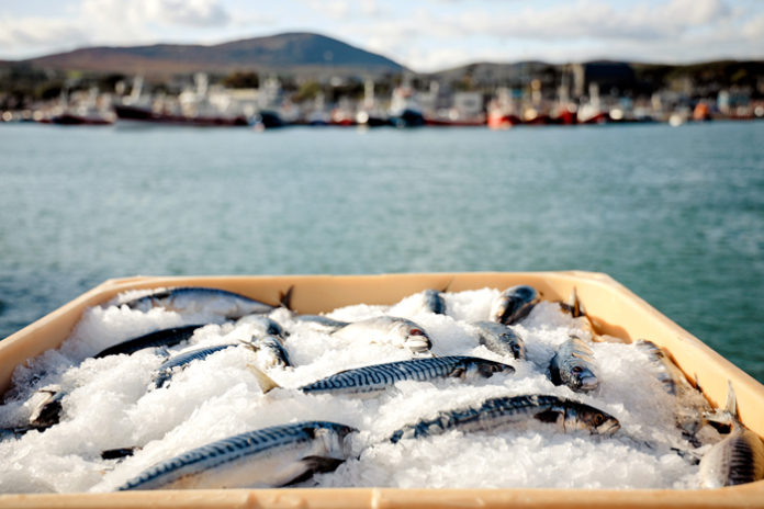 自然と共生する高品質なシーフード サステナビリティ追求 アイルランドの水産業