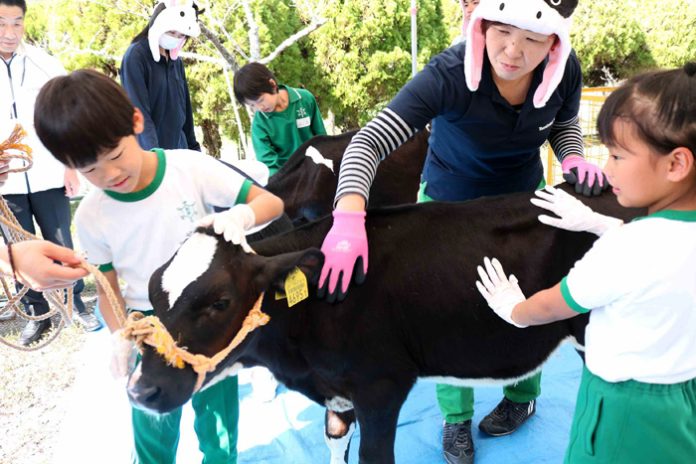 子牛とふれあい体験 岡山県の小学校でオハヨー乳業が出張授業