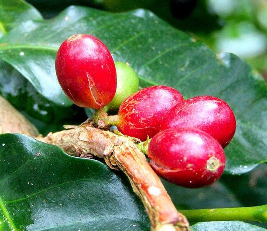 コーヒーチェリー