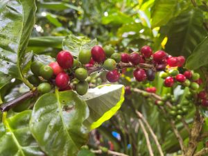 AGF第一実証農場のコーヒーの実 - 食品新聞 WEB版（食品新聞社）