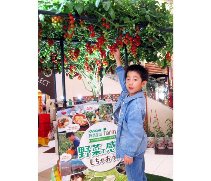 カゴメ 名古屋で食育イベント トマト収穫体験も 野菜を知る機会に