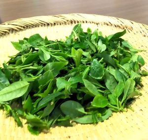 微発酵茶葉 - 食品新聞 WEB版（食品新聞社）
