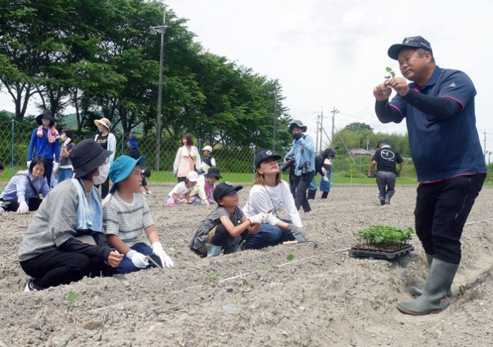 丹波黒の苗植えに親子15組が参加 フジッコ