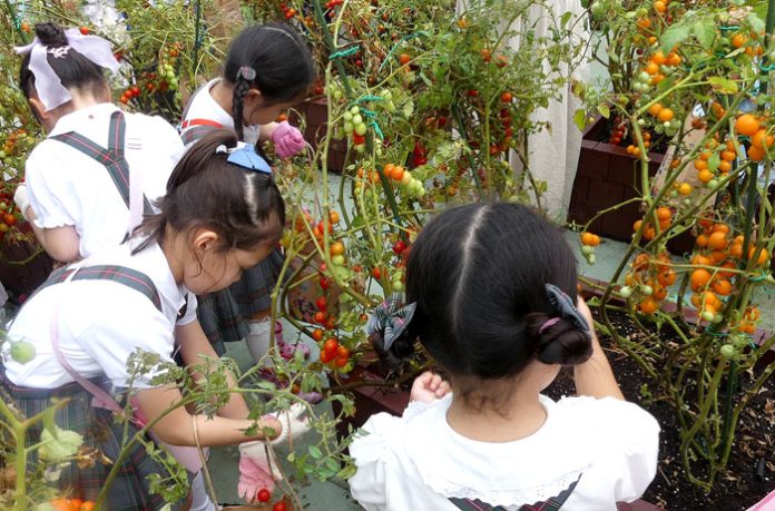 百貨店屋上でトマト収穫体験 今年で２年目、地元幼稚園児招き開催 カゴメ×名古屋三越