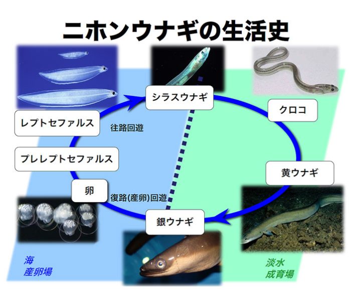 ニホンウナギの生活史（資料提供：近畿大学）