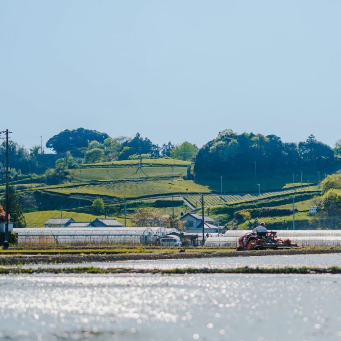 掛川市の茶畑と水田