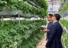 植物工場内における栽培状況
