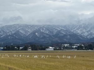 落穂拾いをする白鳥