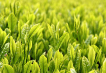 荒茶生産量、鹿児島が初の首位 静岡は2位に転落 荒茶生産量、鹿児島が初の首位 静岡は2位に転落