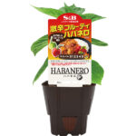 「激辛フルーティハバネロ」