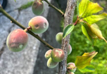 国産梅、2年連続不作か 和歌山・群馬で雹害 等級維持困難、傷果主体に 雹により傷ついた梅(JAわかやま提供)