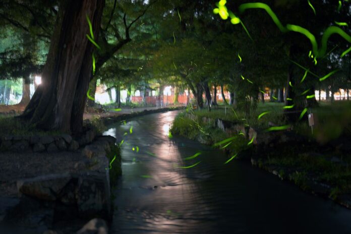 上賀茂神社の「ならの小川」で見られる蛍の様子