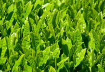 日本茶 価格適正化が課題 輸出は過去最高ペース 日本茶 価格適正化が課題 輸出は過去最高ペース