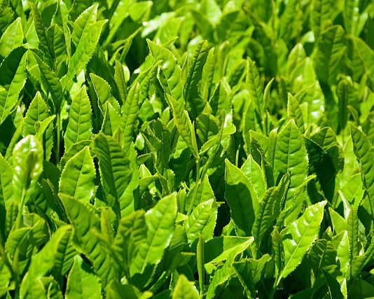 日本茶 価格適正化が課題 輸出は過去最高ペース