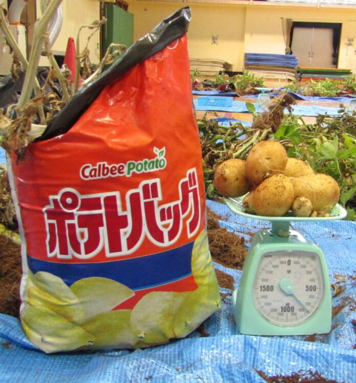 袋で育てるじゃがいもの土「ポテトバッグ」と「ポテトバッグ」から収穫されたじゃがいも