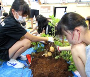 収穫の様子 収穫の様子