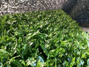 被覆内の様子茶株面JAハイナン 被覆内の様子、茶株面(JAハイナン)